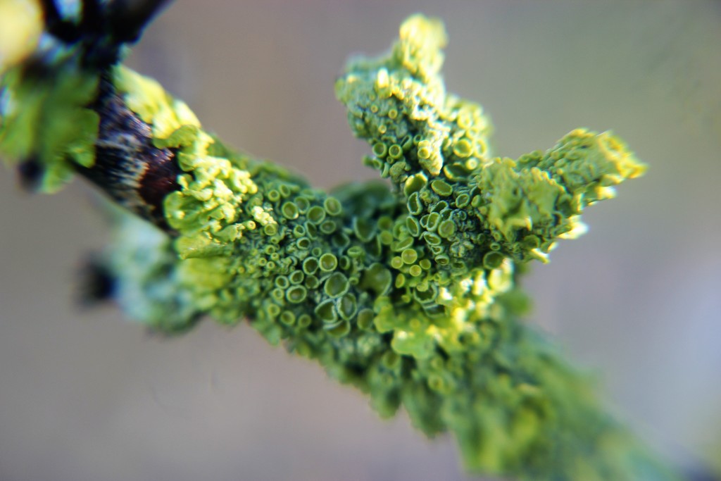 Lichen by cookingkaren