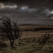 Storm by shepherdmanswife