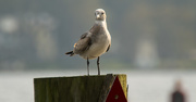 12th Nov 2016 - Seagull Taking a Break!