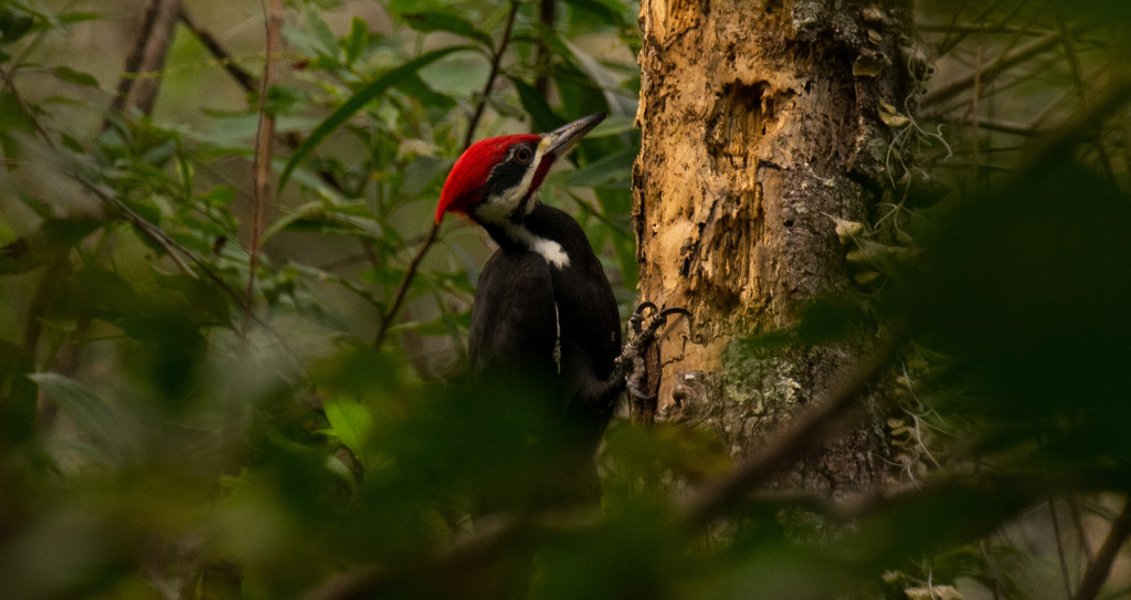 Pillieated Woodpecker at Work! by rickster549