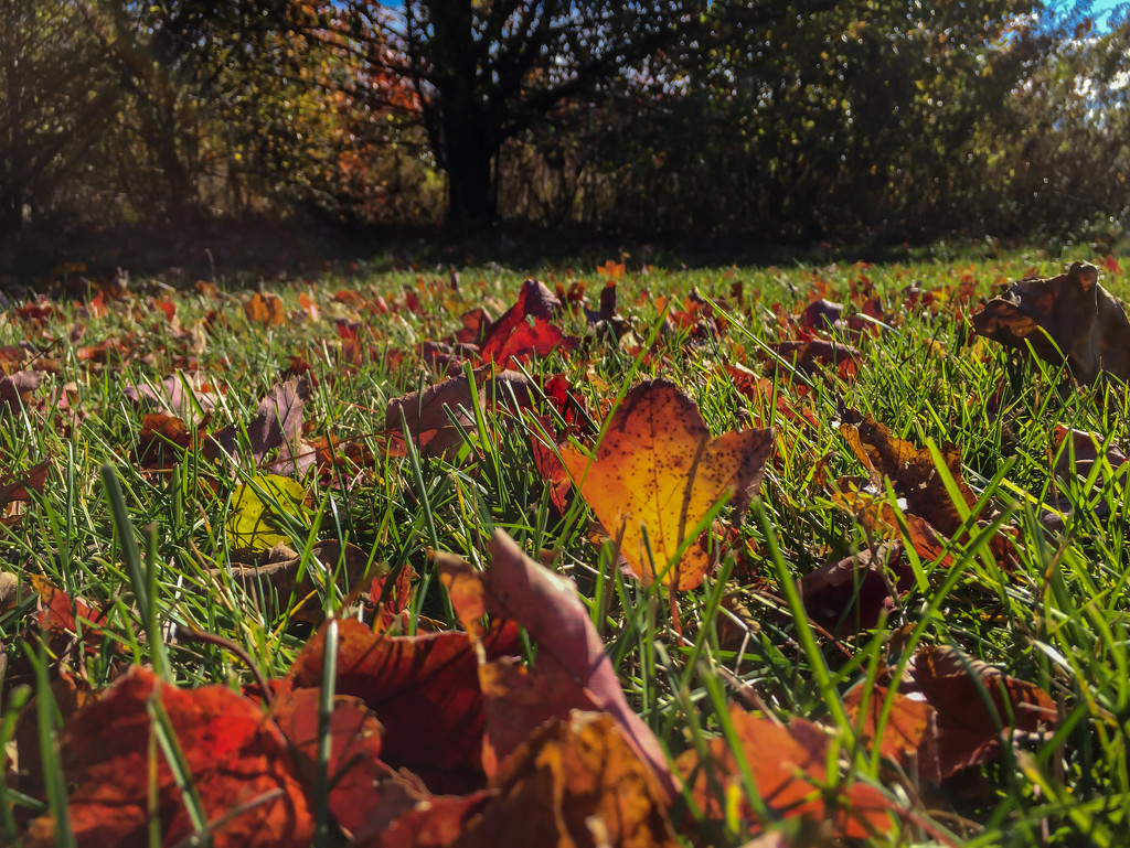 Autumn Grass by loweygrace