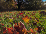 12th Nov 2016 - Autumn Grass