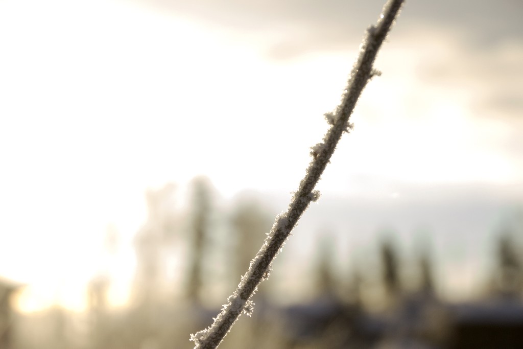 Frosty by jetr