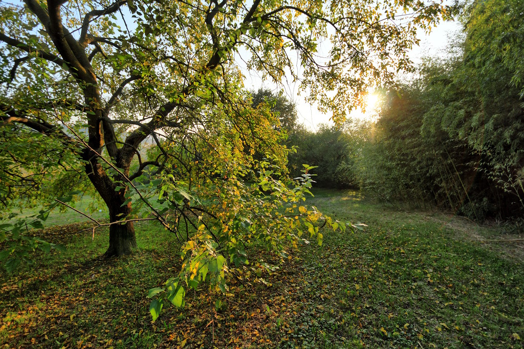 Sunset in the park by spectrum