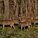 oh deer by lynnz