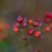 berries by lynnz