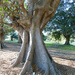 Moreton Bay Fig by onewing