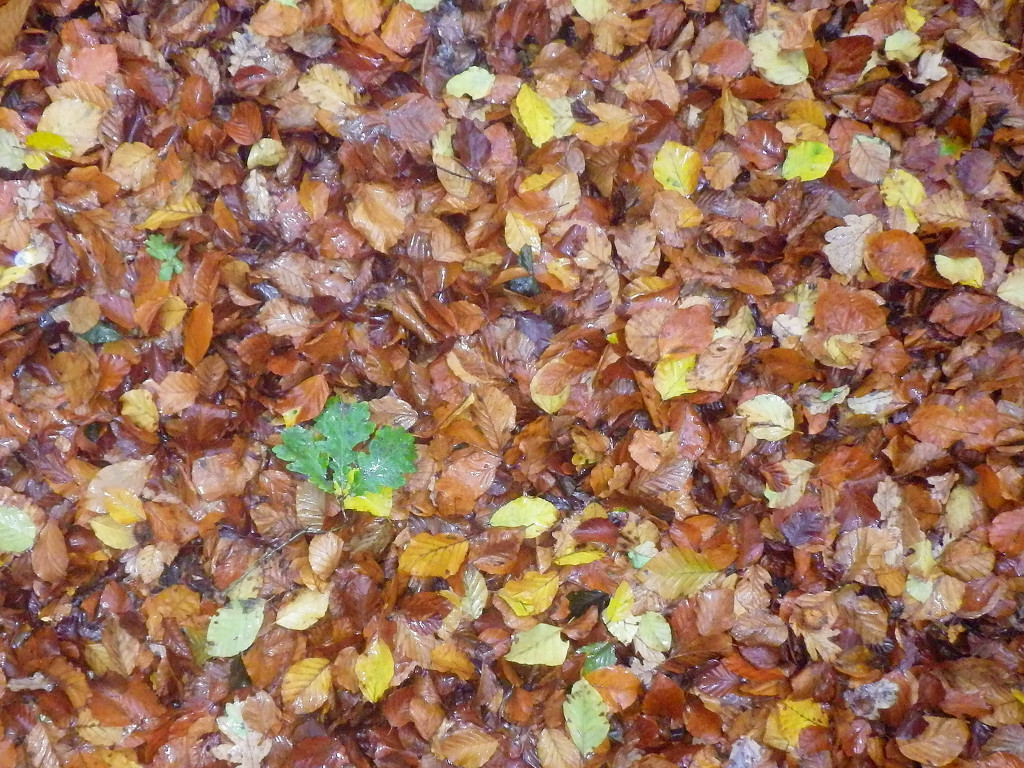 Autumn Leaves by bulldog