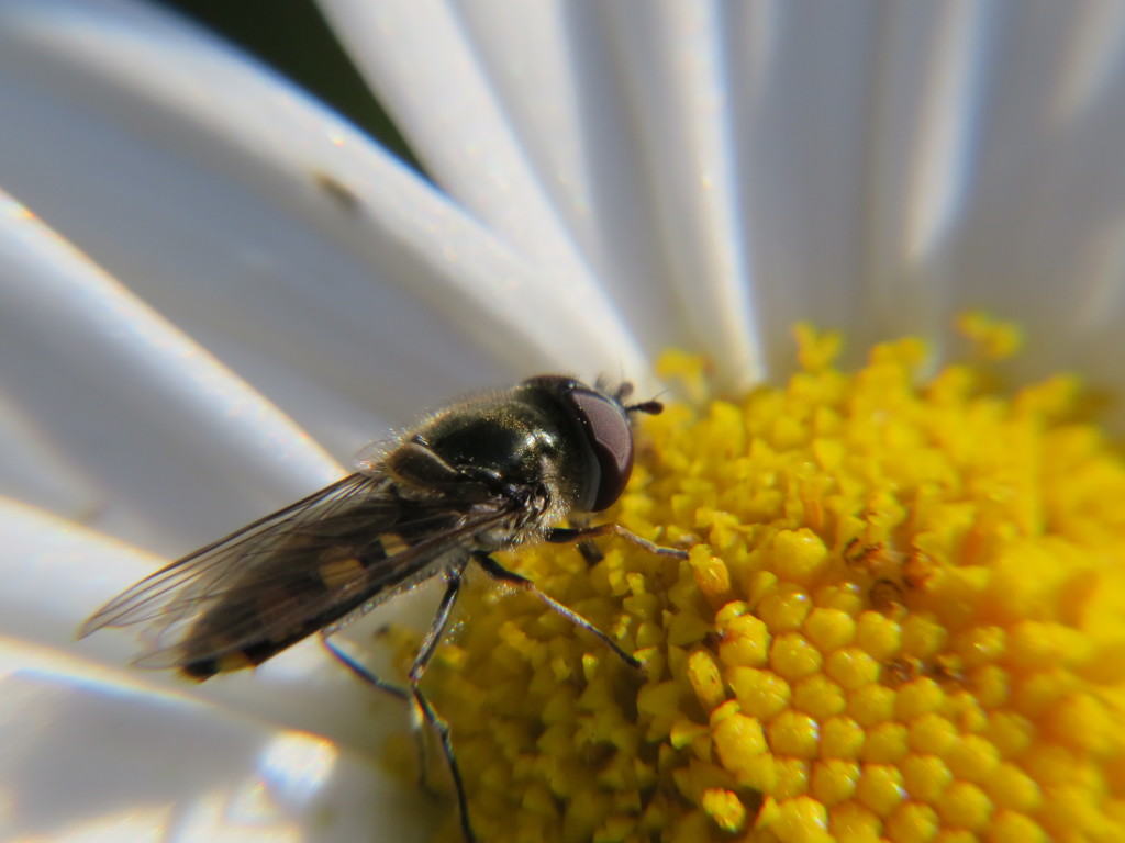 Hoverfly by alia_801