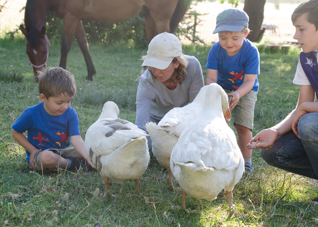 Feeding the geese by salza