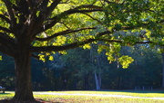13th Nov 2016 - Oak tree, Givhans Ferry State Park, South Carolina