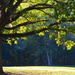 Oak tree, Givhans Ferry State Park, South Carolina by congaree