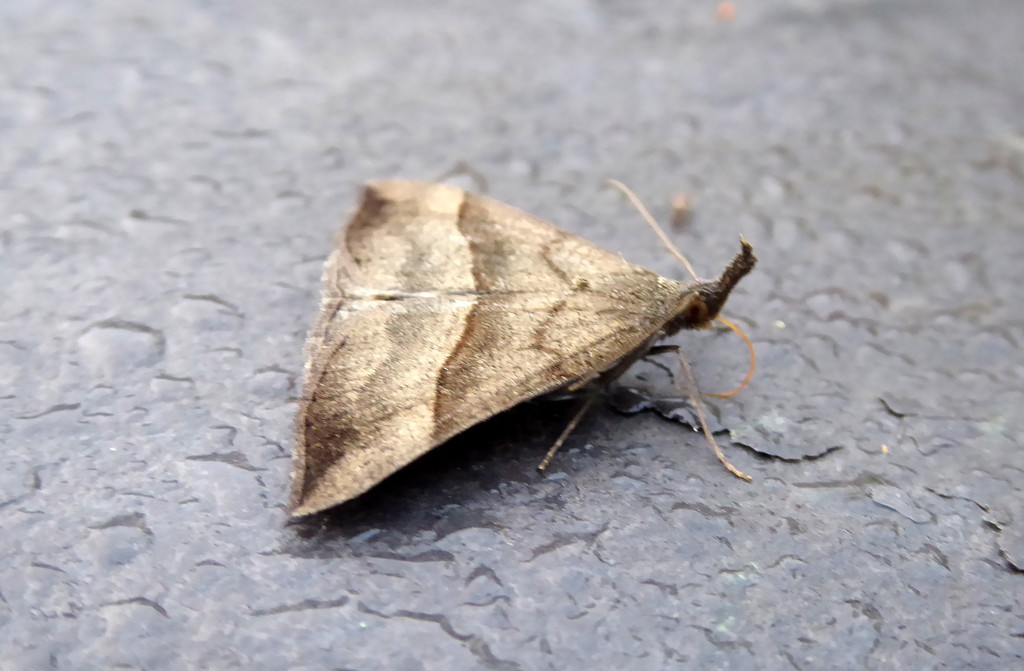 Autumnal moths 14. The Snout by steveandkerry