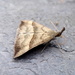 Autumnal moths 14. The Snout by steveandkerry