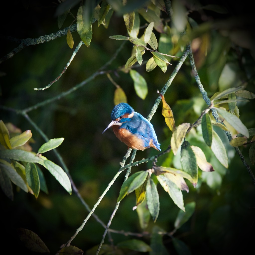Kingfisher-early morning light by padlock