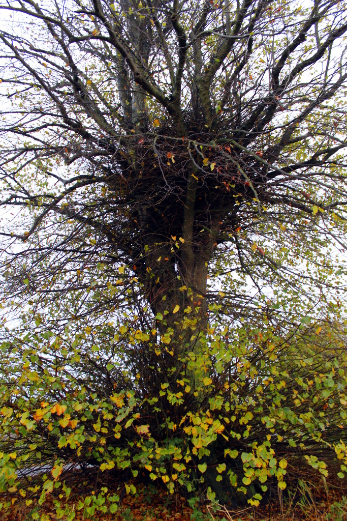 Autumn tree by jeff