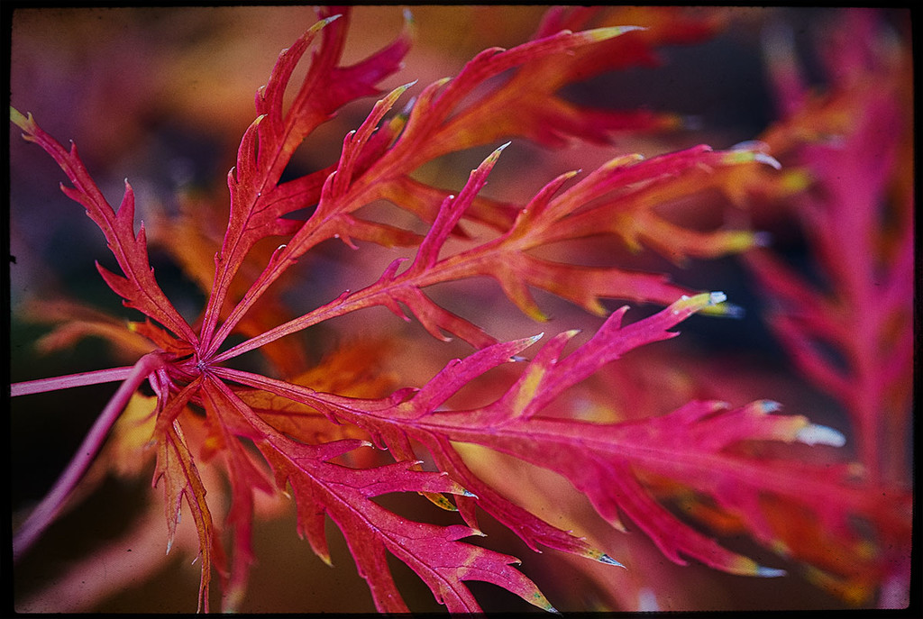Japanese Autumn Leaf by gardencat
