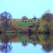 cool cow reflections by lynnz
