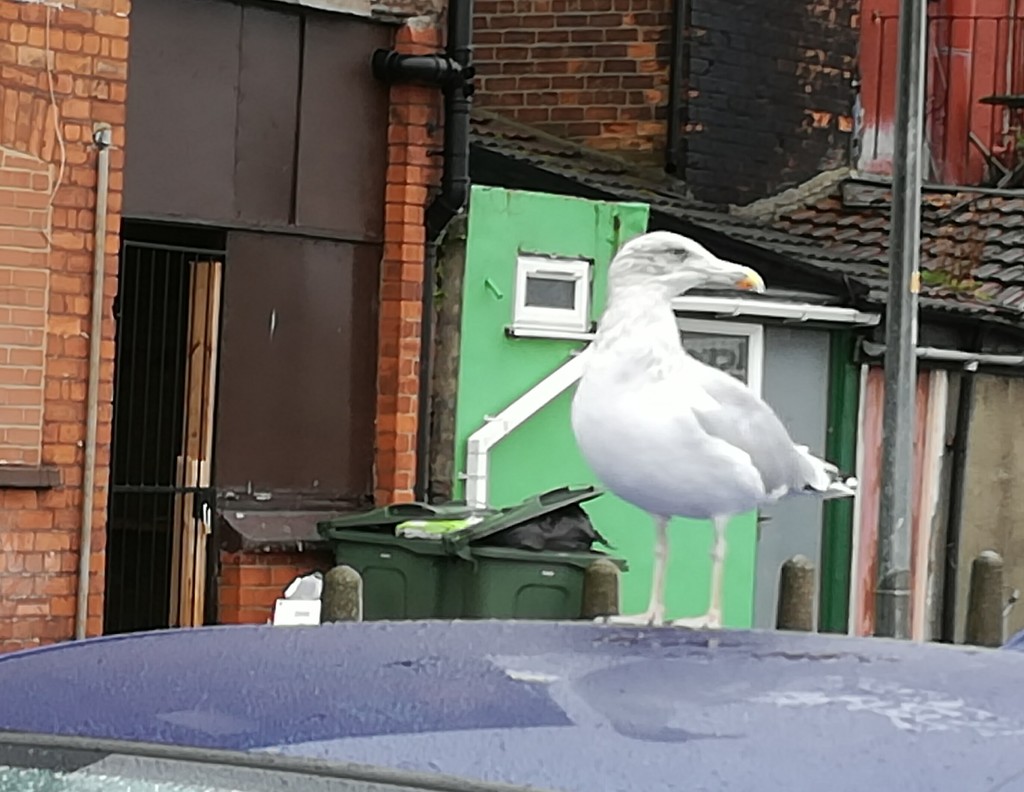 Seagull look out by plainjaneandnononsense