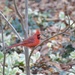 Beautiful Cardinal by frantackaberry
