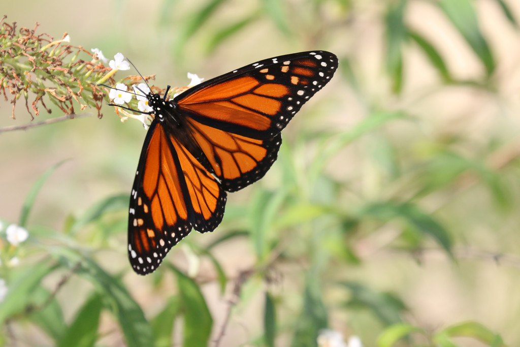 Monarch Butterfly by ingrid01
