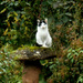 The cat sat on the saddle-stone ... by snowy