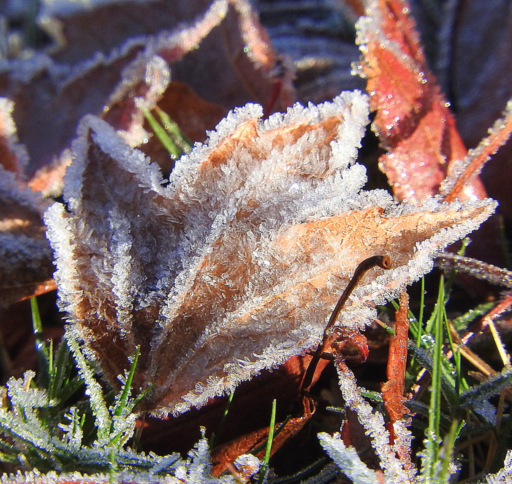 Jack Frost is here! by homeschoolmom