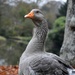 Goose by parisouailleurs