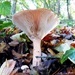 Strange looking mushroom by julienne1