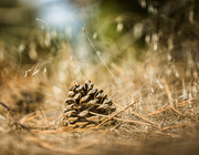 11th Nov 2016 - pine cone