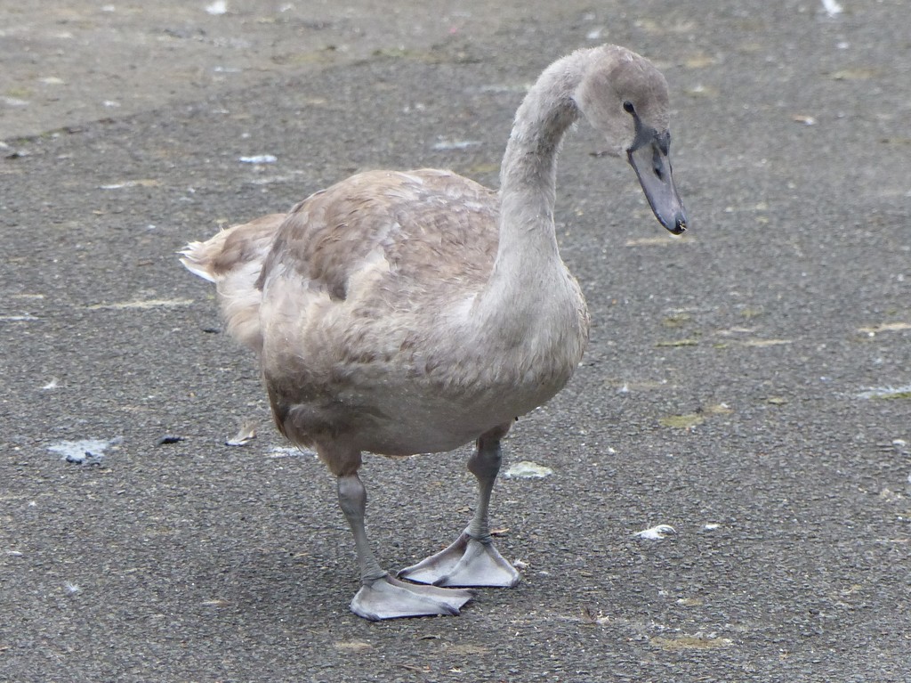 Cygnet out of Water by susiemc