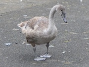 23rd Oct 2016 - Cygnet out of Water
