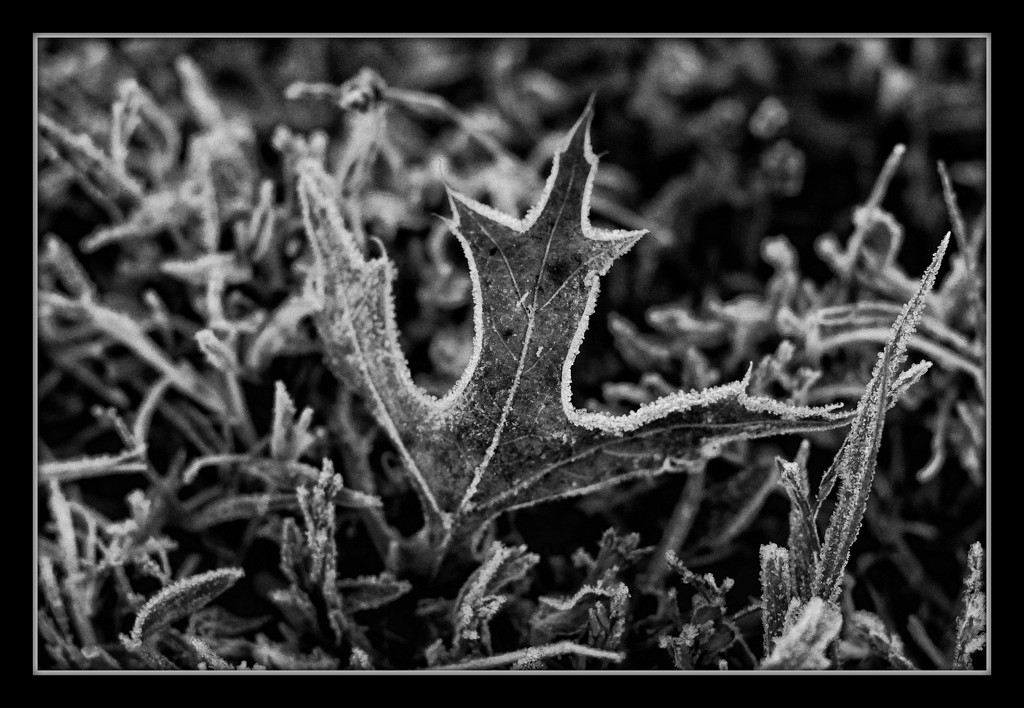 First Light Touch of Frost by milaniet