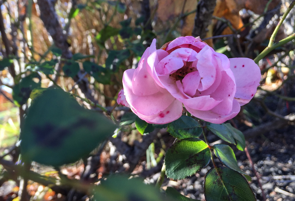 Autumn Rose by loweygrace