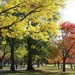 Boston Common, Oldest Public Park in America by deborahsimmerman