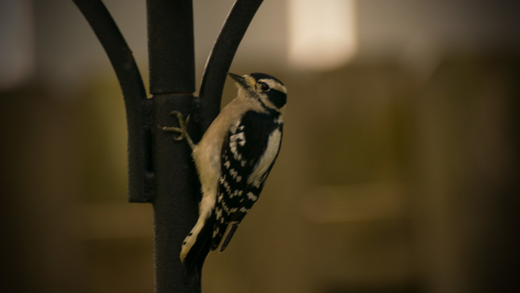 Downy Woodpecker! by rickster549