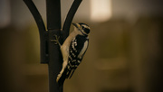 13th Nov 2016 - Downy Woodpecker!