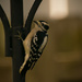 Downy Woodpecker! by rickster549