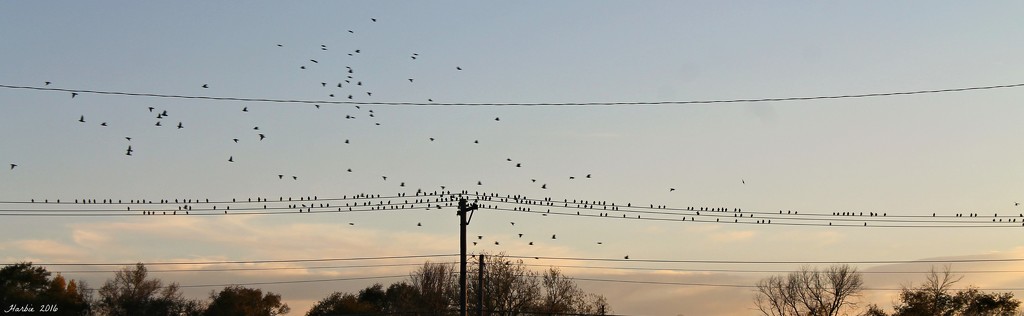 Birds on a Wire by harbie