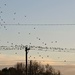 Birds on a Wire by harbie