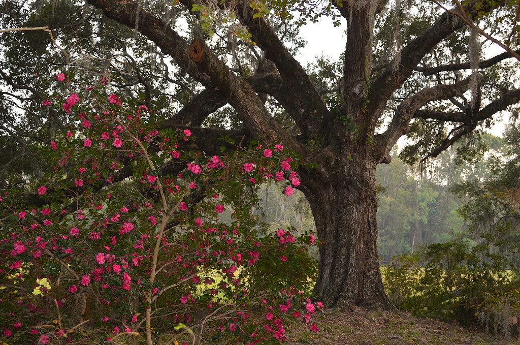 Camellia and live oak, Magnolia Gardens, Charleston, SC by congaree