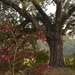 Camellia and live oak, Magnolia Gardens, Charleston, SC by congaree