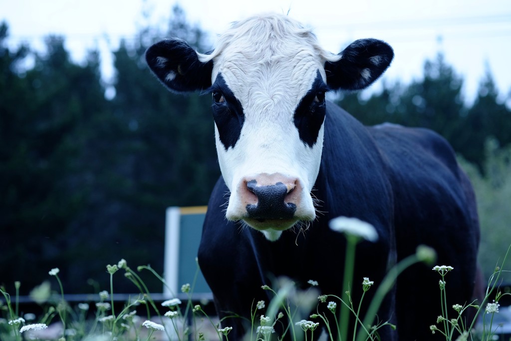 Curious Cow by dkbarnett