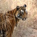 Tiger Tiger by jamibann
