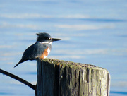 14th Nov 2016 - Belted Kingfisher