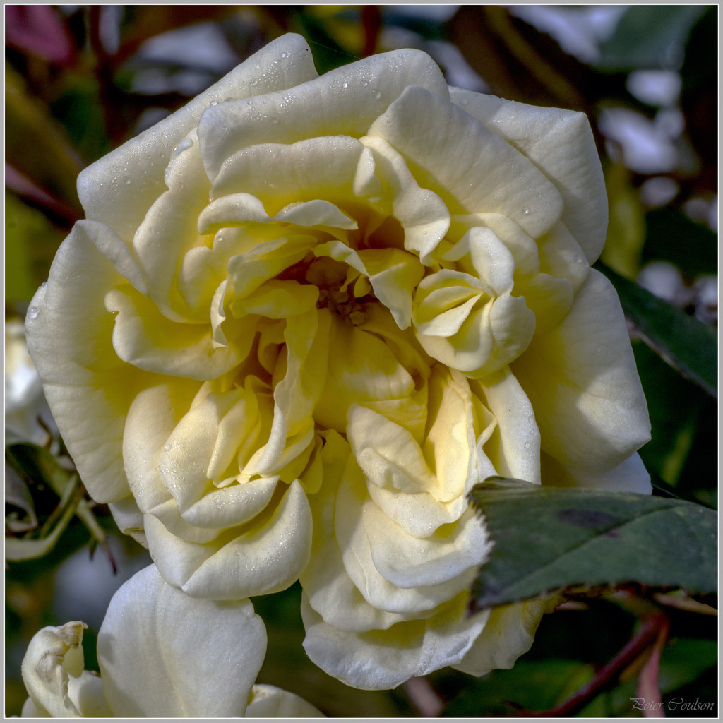Yellow Rose by pcoulson
