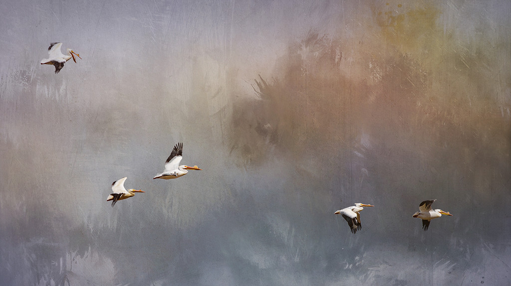 White Pelicans Flying with Textures by jgpittenger