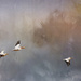 White Pelicans Flying with Textures by jgpittenger