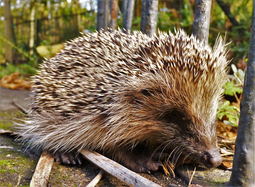 Hedgehog by rubyshepherd