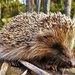 Hedgehog by rubyshepherd